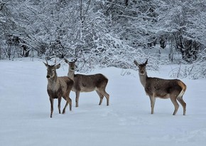 Ecology Ministry: High time to visit Azerbaijan's national parks