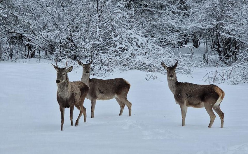 Ecology Ministry: High time to visit Azerbaijan's national parks