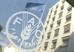 FAO-nun dəstəyilə Azərbaycanda balıqçılıqla bağlı layihənin icrası başlayır