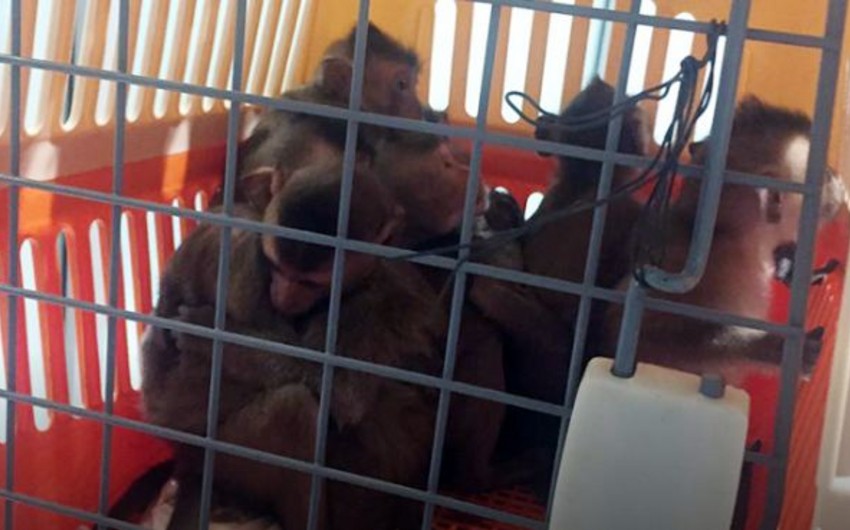 В Домодедово у гражданки Узбекистана изъяли 15 обезьян - ВИДЕО