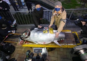 На аукционе в Японии продали 212-килограммового тунца за 271 тыс. долларов