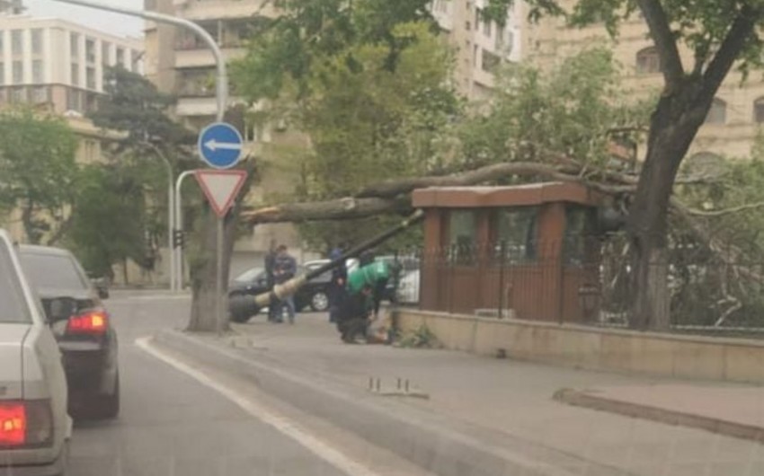 Сильный ветер в Баку привел к серьезным последствиям 