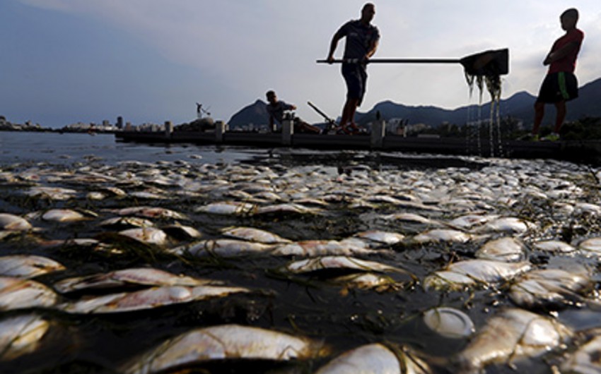 ​В озере в Бразилии выловлено 37 тонн погибшей рыбы