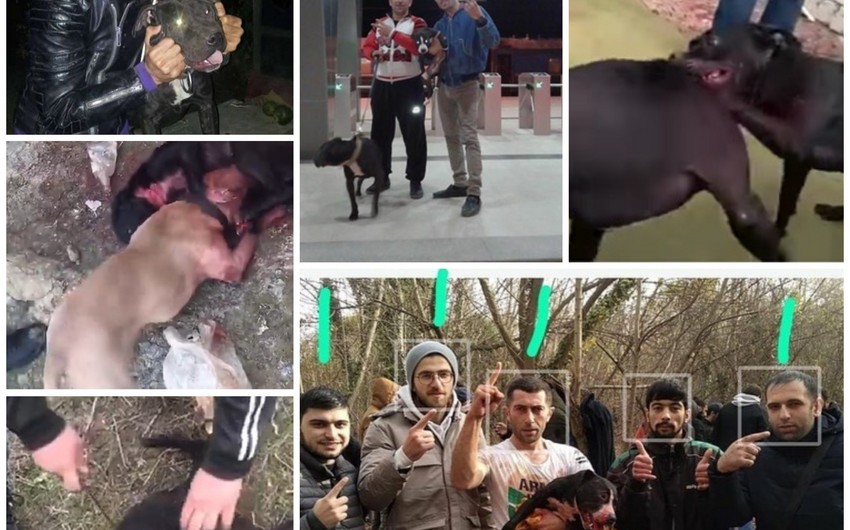 Задержаны организаторы собачьих боев в Абшеронском районе