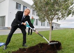 President Ilham Aliyev plants olive tree in Zira