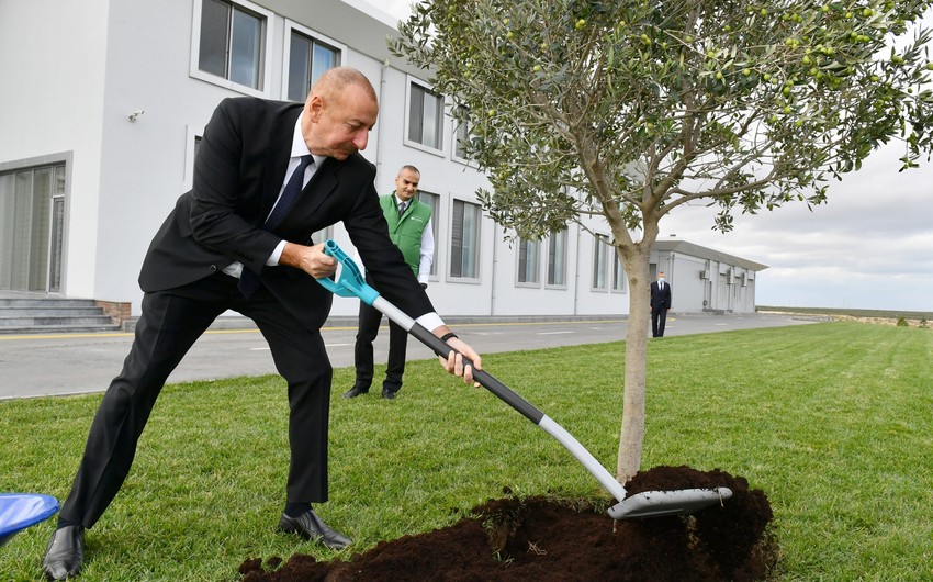 President Ilham Aliyev plants olive tree in Zira