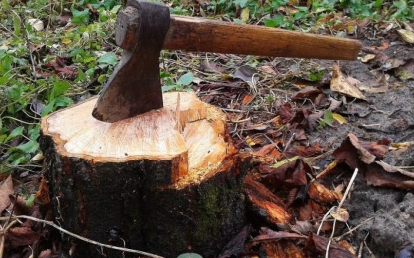 Генпрокуратура: В связи с незаконной вырубкой деревьев заведены уголовные дела 