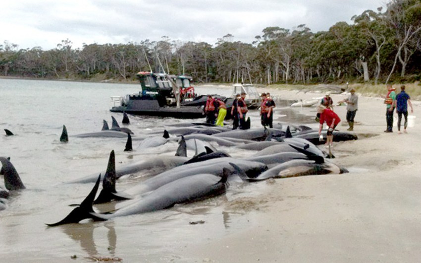 В Новой Зеландии еще порядка 200 дельфинов выбросились на берег - ВИДЕО