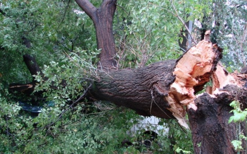 Жителя Нефтчалы убило дерево, упавшее в результате сильного ветра