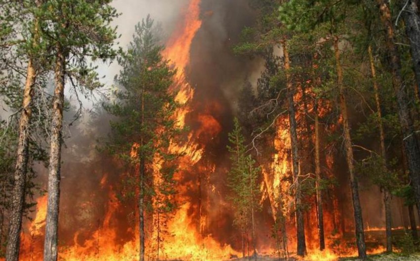 Russia: raging forest fires spread to China