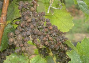 Heavy rains in Azerbaijan made vineyards unusable