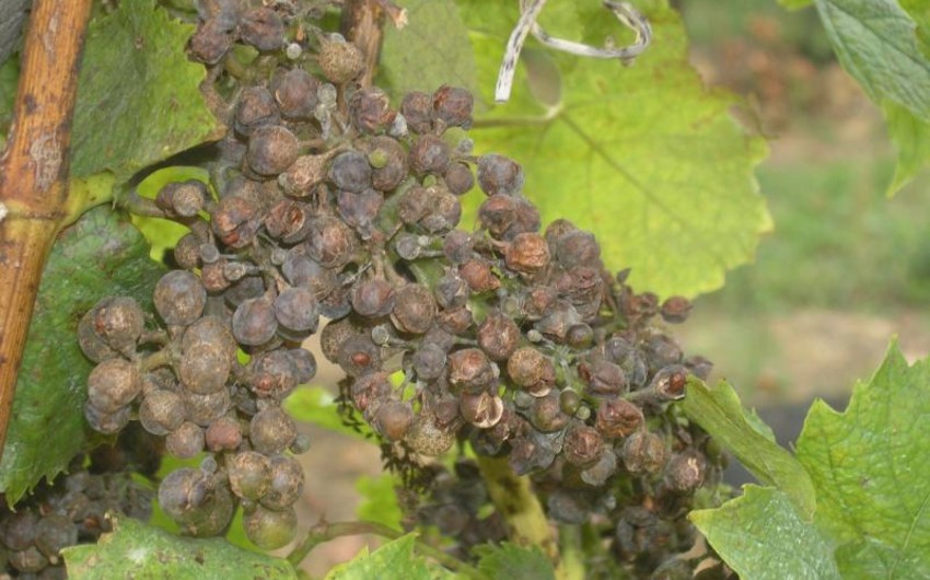 Heavy rains in Azerbaijan made vineyards unusable