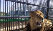 Kaliningrad Zoo welcomes colossal 3-meter-long African lion