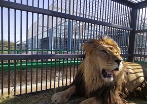 Kaliningrad Zoo welcomes colossal 3-meter-long African lion