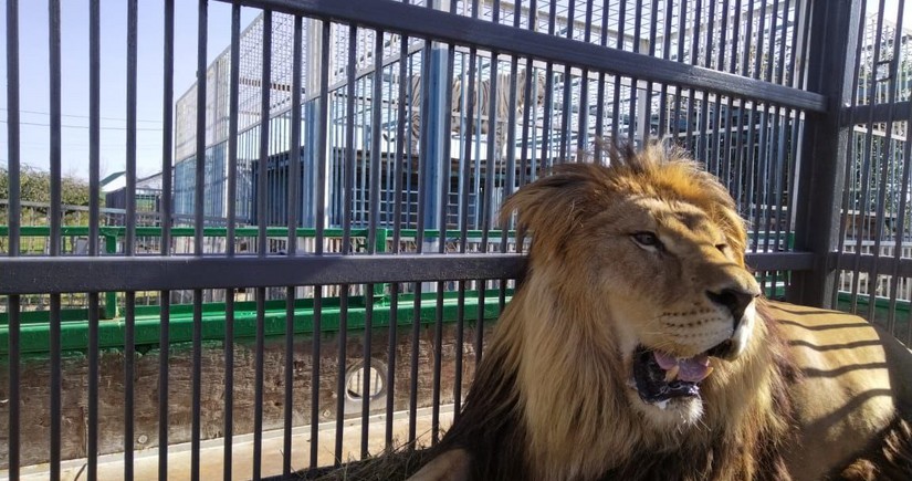 Kaliningrad Zoo welcomes colossal 3-meter-long African lion