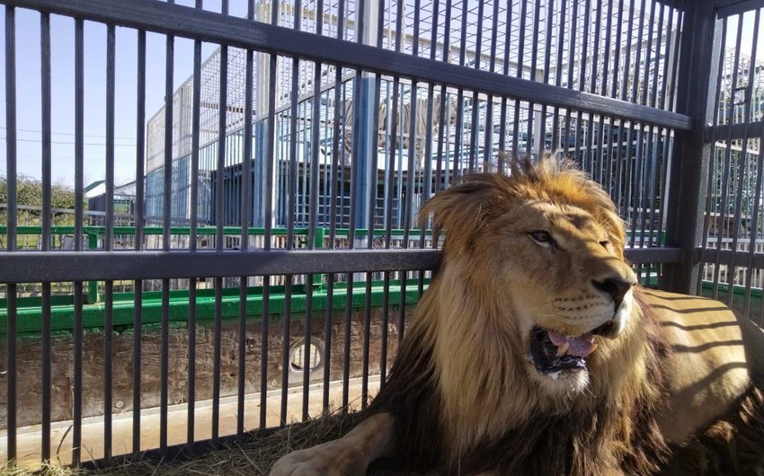 Kaliningrad Zoo welcomes colossal 3-meter-long African lion