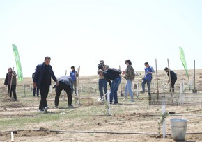 Представители СМИ приняли участие в акции по посадке деревьев, приуроченной к 100-летию Гейдара Алиева