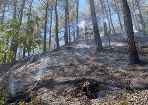 Лесные пожары в Сибири могут понизить температуры в Евразии на 0,3 градуса Цельсия