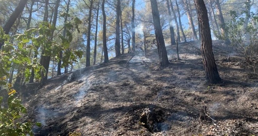 Лесные пожары в Сибири могут понизить температуры в Евразии на 0,3 градуса Цельсия