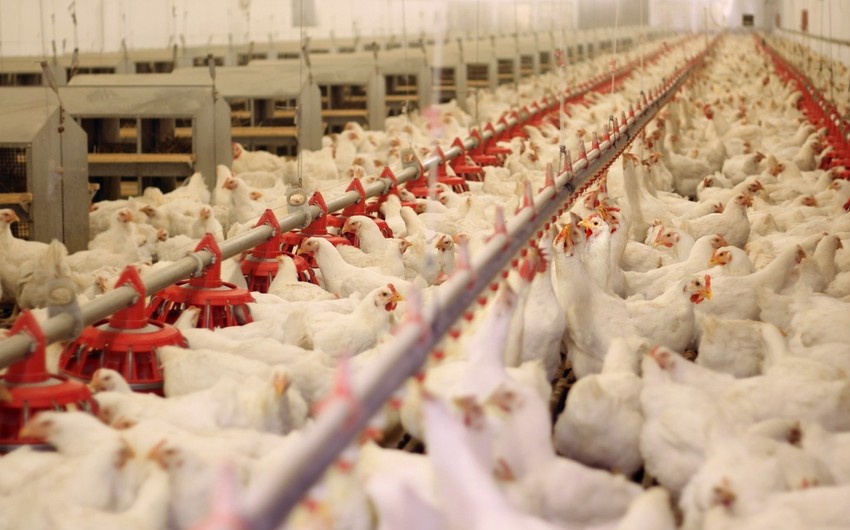 Азербайджан приостанавливает импорт  продуктов птицеводства из Турции