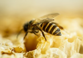 Mass bee killings may occur in Azerbaijan-Georgia border areas