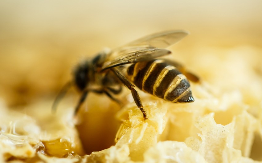 Возможна ли массовая гибель пчел в приграничных с Грузией районах Азербайджана?