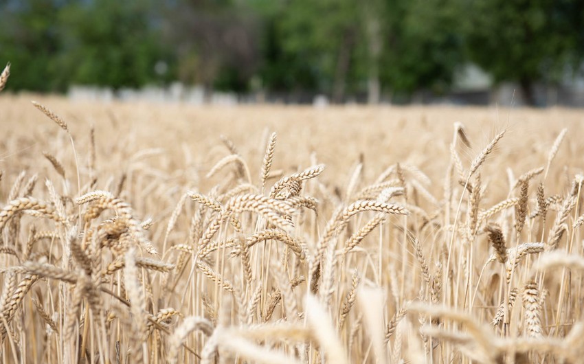 Азербайджан сократил импорт пшеницы на 19%