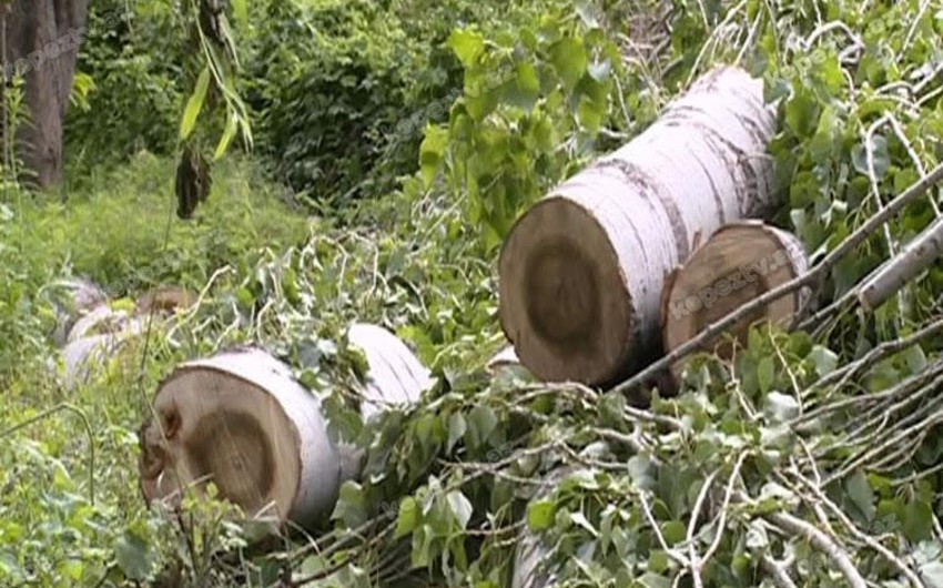 В Гахе вырубивший 108 тополей мужчина привлечен к ответственности