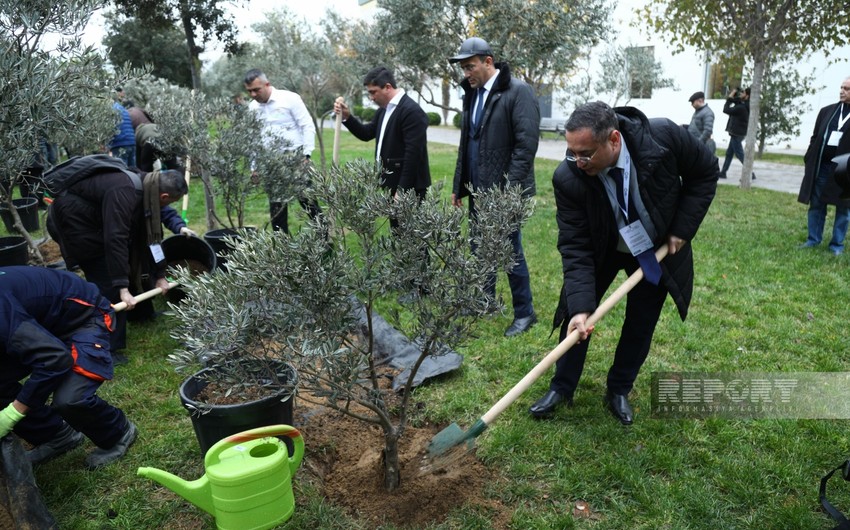 International conference participants in Baku plant trees in Zira Ecopark