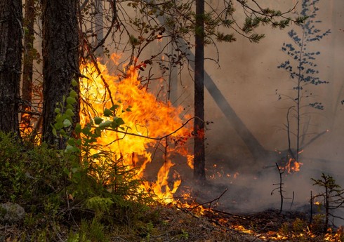 В Измире вспыхнул лесной пожар