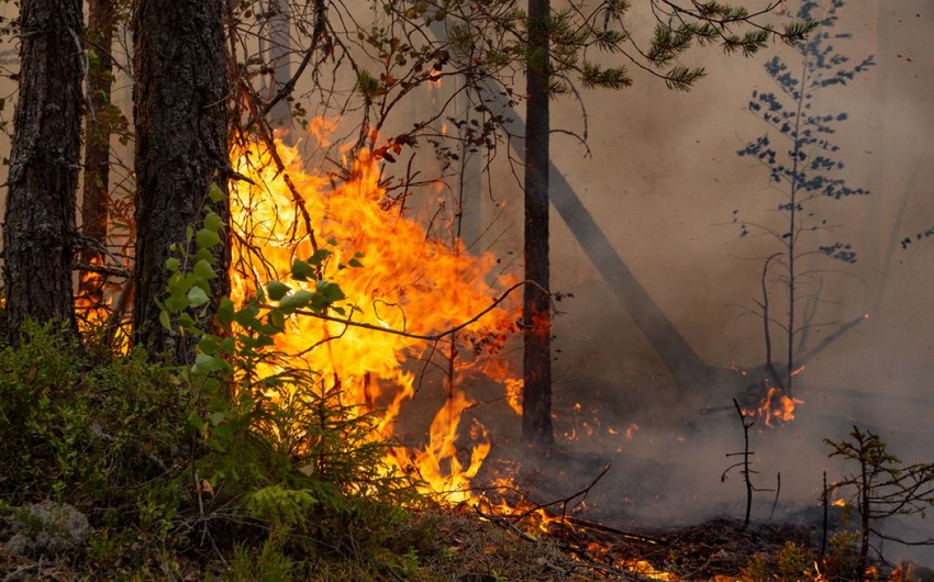 Экономический ущерб от лесных пожаров на Гавайях оценили в пределах $10 млрд