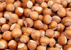 Azerbaijan's income from export of hazelnuts increases by about 9%