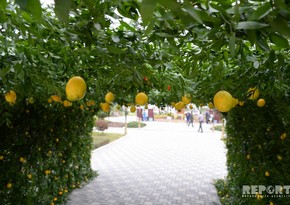 Lankaran hosts Tea, Rice and Citrus fruits Festival