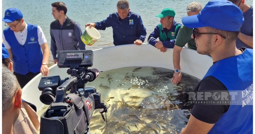 В водохранилище Гейдара Алиева выпущено 200 тысяч мальков сазана