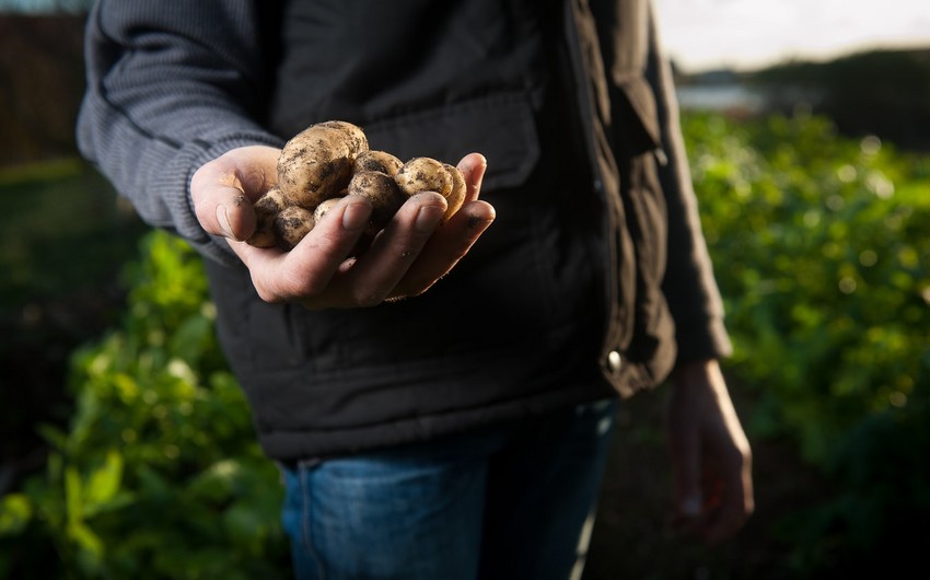 Ввезенный в Азербайджан из России семенной картофель оказался непригодным