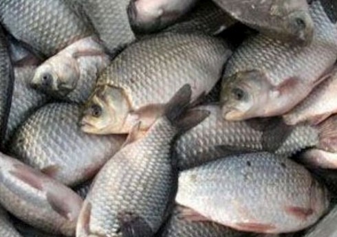 Нулевая пошлина на импорт рыбы тормозит развитие рыбоводства в Азербайджане  