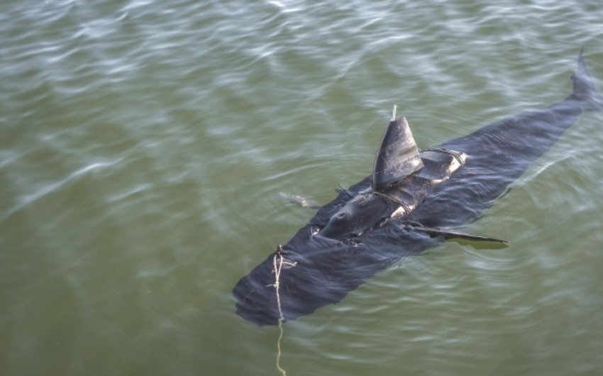 ​В Египте в результате нападения акулы погиб турист из Германии