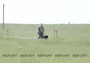 ANAMA employee injured in landmine blast in liberated Gubadli 