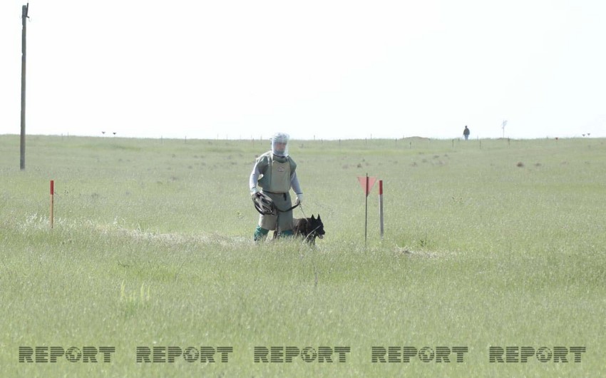 ANAMA employee injured in landmine blast in liberated Gubadli 