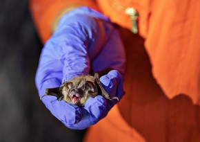 Can humans transmit Covid-19 to bats, and other wildlife?