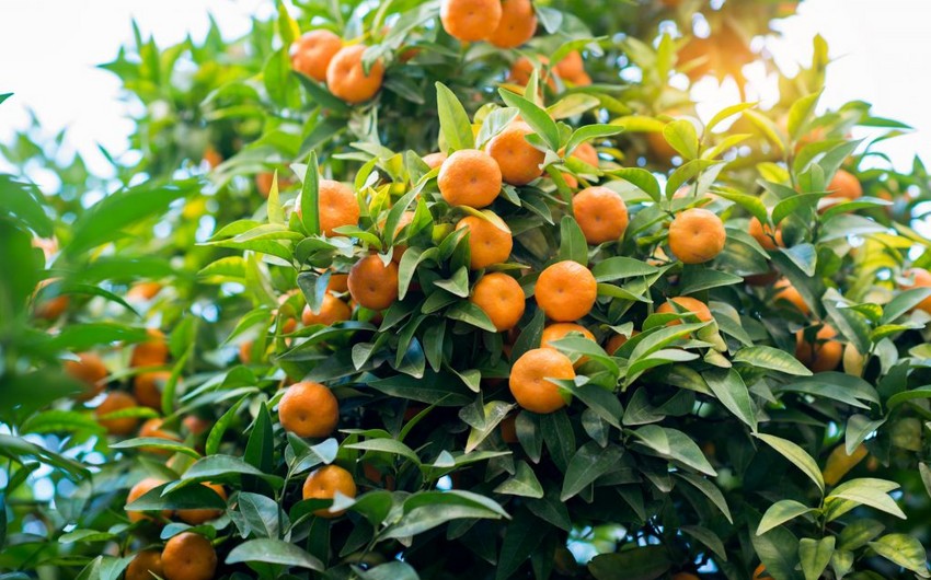 Azerbaijan resumes import of mandarins from Cyprus