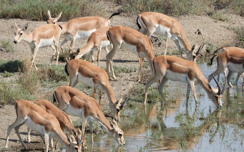 33 gazelles released into Azerbaijan's liberated territories