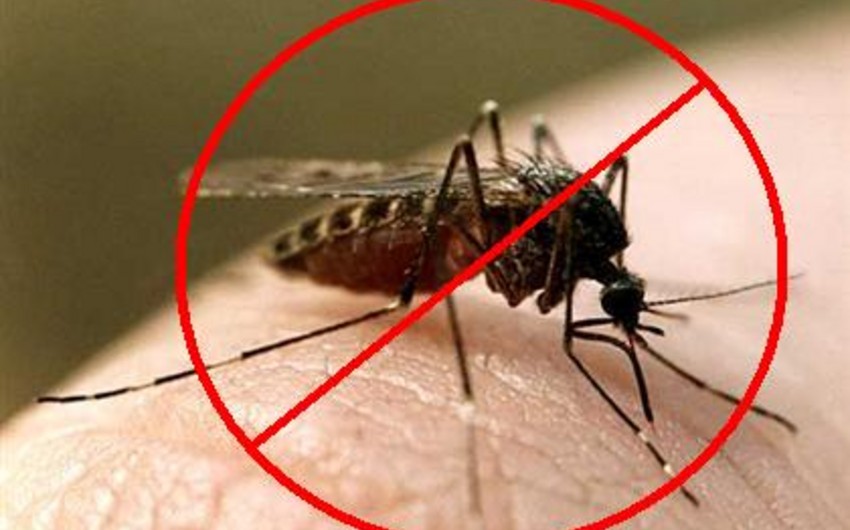 Новый возбудитель малярии из Азии может проникнуть в Африку