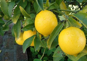 Lənkəranda 5 000 ədəd limon oğurlanıb