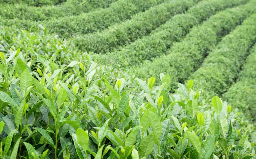 Azərbaycanda 2027-ci ilədək çay plantasiyaları 3000 hektara, yaşıl çay yarpağı yığımı isə 8,5 min tona çatdırılacaq