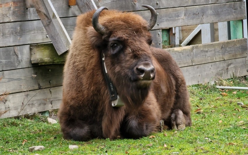 Another 10 bison brought to Azerbaijan