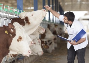 Turkish agronomists and veterinarians to work in Azerbaijan