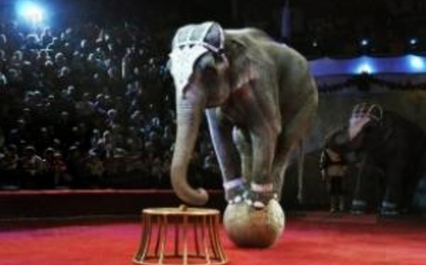 ​В могилевском цирке с двухметровой высоты рухнул слон - ВИДЕО