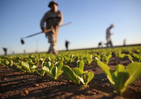 Земли аграрного назначения в Карабахе и Восточном Зангезуре отныне будут сдаваться в аренду через инвестконкурсы