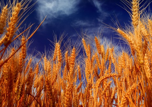 Чехия выступила против поставок зерна из РФ и Беларуси в Европу